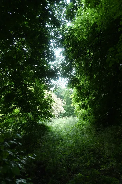 DSC_5942 (Large).JPG